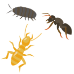 DIYでシロアリ駆除を行うやり方とは?やる際の注意点についても解説!