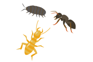 DIYでシロアリ駆除を行うやり方とは？やる際の注意点についても解説！