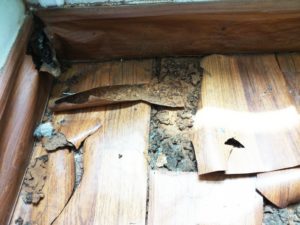 シロアリ駆除で100万かかる？費用や工事相場について比較解説