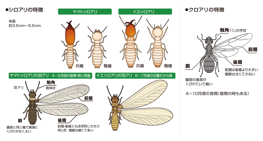 シロアリ 羽アリが大量に飛ぶ原因は 時期や大きさの違いと駆除方法についても 基礎補強専門店アストロホーム