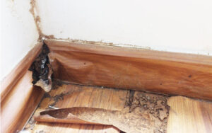 シロアリのかじる音が壁や天井でする？超音波で連携する行動や確認方法について