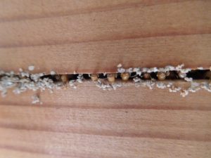 シロアリ予防を自分で(DIY)で？薬剤や時期、ベタ基礎でも必要か解説