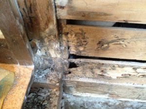 シロアリ駆除と予防の違いや費用(料金)相場！薬剤、施工時期、DIYについてまとめ