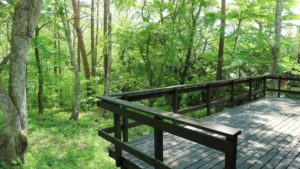 ウッドデッキのシロアリ駆除・予防方法は？