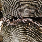 シロアリ/羽アリが大量に飛ぶ原因は?時期や大きさの違いと駆除方法についても