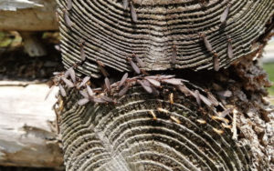 シロアリ/羽アリが大量に飛ぶ原因は？時期や大きさの違いと駆除方法についても