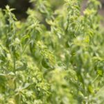 シロアリの予防にハッカ油が効く?自分で(DIY)で行う場合の方法についても