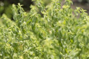 シロアリの予防にハッカ油が効く？自分で(DIY)で行う場合の方法についても